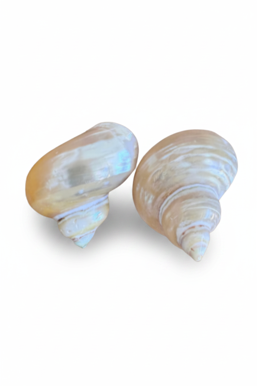 LUP72-LUCIA PIÑA-ARETES DE CARACOLES NATURALES -S1392
